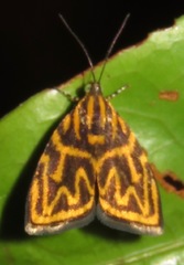 Hemerophila milliaria