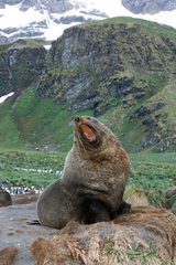 Arctocephalus gazella