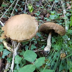 Leccinellum pseudoscabrum