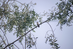 Thaumastura cora