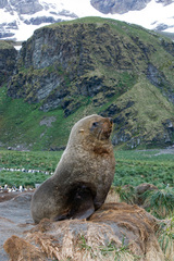 Arctocephalus gazella