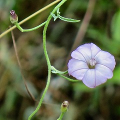 Ipomoea ternifolia