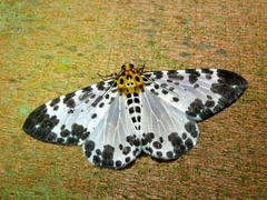 Dilophodes elegans
