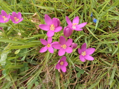 Centaurium portense