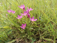 Centaurium portense