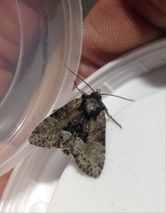 Pabulatrix pabulatricula