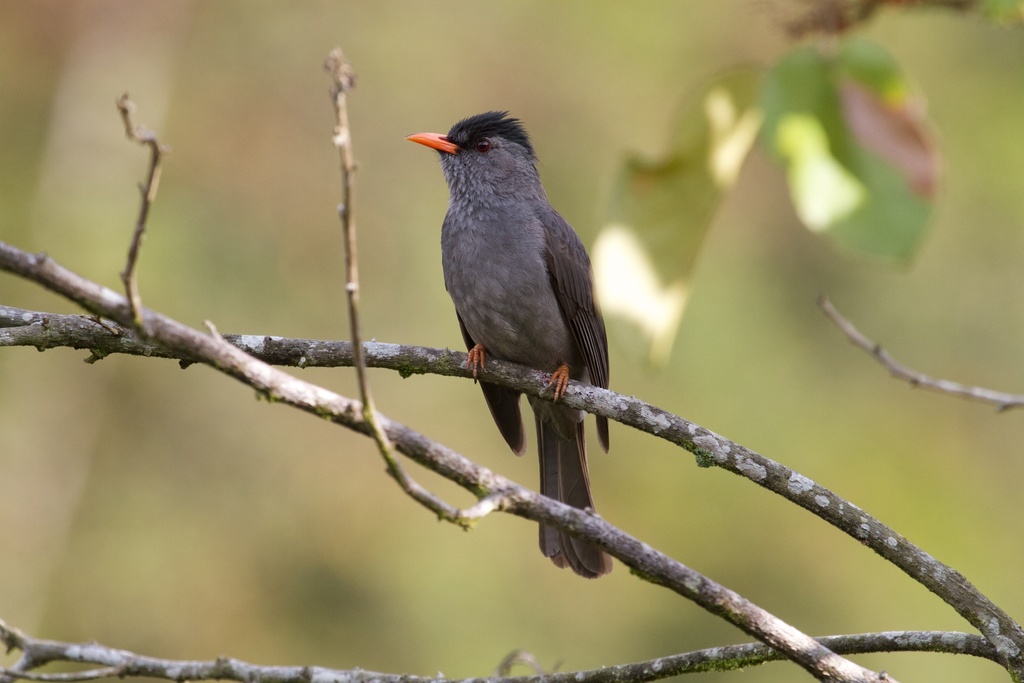 Malagasy Bulbul photo