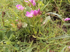 Centaurium portense