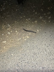Paeromopodidae
