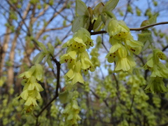 Corylopsis spicata