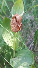 Cypripedium parviflorum