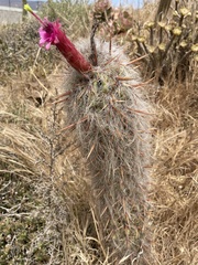 Oreocereus