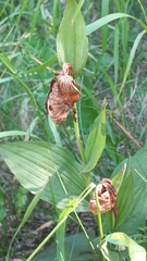Cypripedium parviflorum