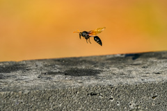 Delta pyriforme philippinense