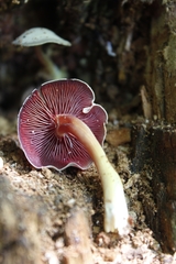 Mycena rutilantiformis