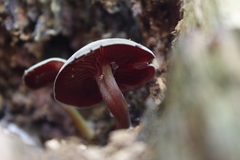 Mycena rutilantiformis