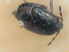 Sehirus luctuosus