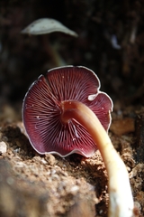 Mycena rutilantiformis