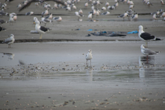 Chroicocephalus cirrocephalus