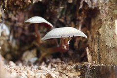 Mycena rutilantiformis