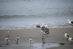 Leucophaeus modestus