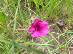 Ipomoea pellita