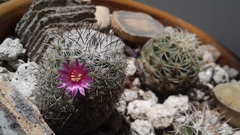 Mammillaria haageana conspicua