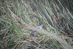 Nycticorax nycticorax