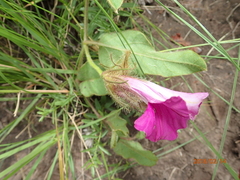 Ipomoea pellita