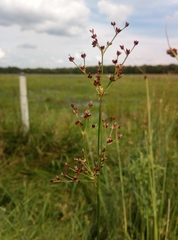 Juncus acutiflorus