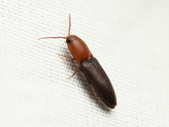 Anchastus bicolor