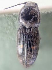 Paracardiophorus