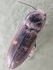 Paracardiophorus