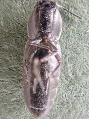 Paracardiophorus
