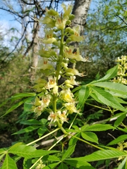 Aesculus glabra arguta