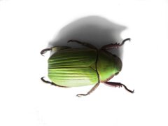 Chrysina badeni