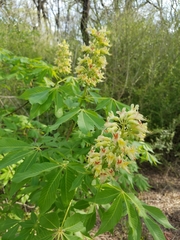 Aesculus glabra arguta