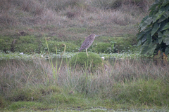Nycticorax nycticorax