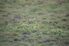 Charadrius vociferus