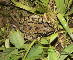 Leptodactylus mystacinus