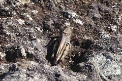 Calliptamus madeirae