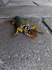 Sceloporus cyanogenys