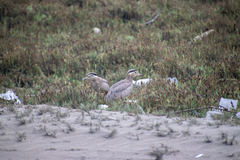 Burhinus superciliaris