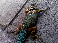Sceloporus cyanogenys