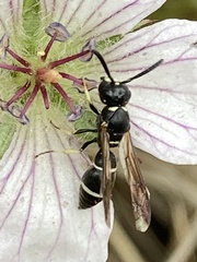 Stenodynerus lucidus