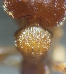 Crematogaster californica