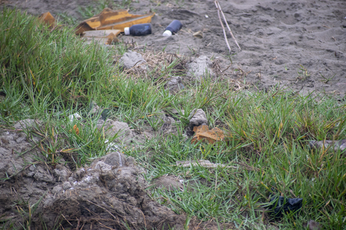 Peruvian Pipit (Anthus peruvianus), photo 6