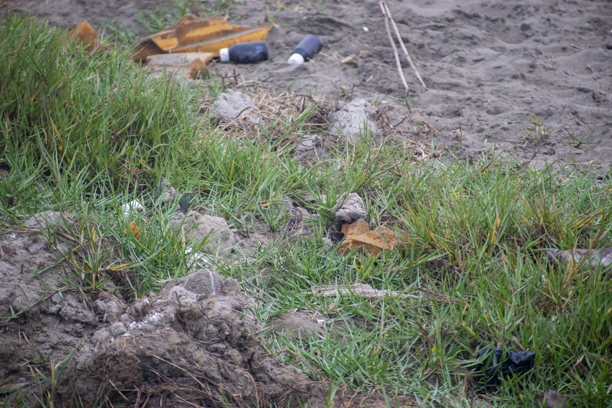 Peruvian Pipit illustration
