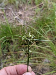 Cyperus lupulinus lupulinus