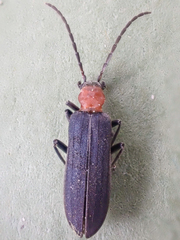Ischnomera excavata